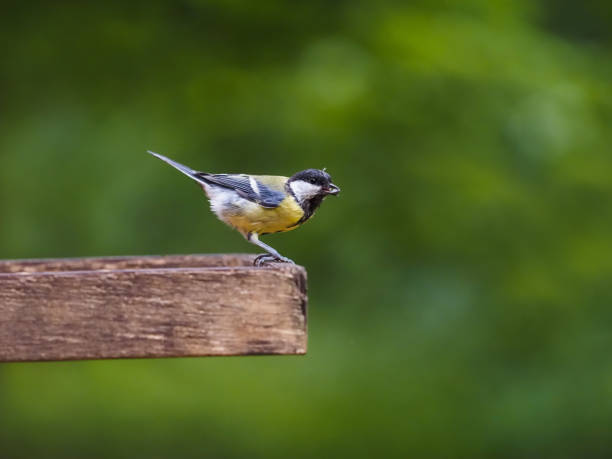 istock Great tit bird on green background 1344820722