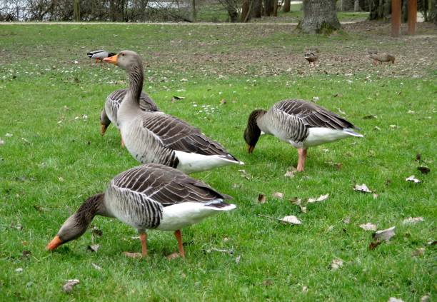istock Group of four Greylag Geese 1344820781