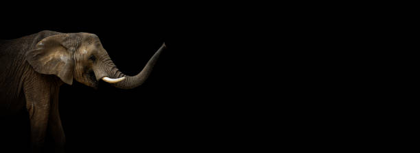 istock African elephant on the black 1344820958