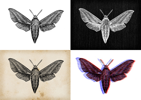 Antique animal illustration: Deilephila elpenor, elephant hawk moth
