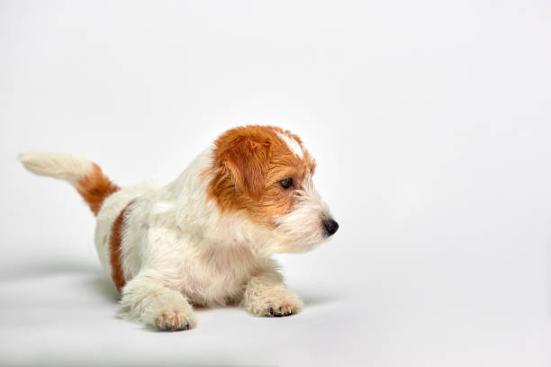 jack russell terrier puppy close up on white background, copy space. studio shot - newborn animal audio imagens e fotografias de stock