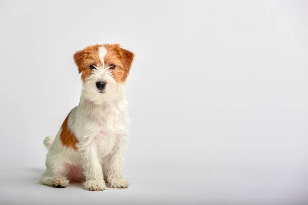 jack russell terrier puppy close up on white background, copy space. studio shot - newborn animal audio imagens e fotografias de stock