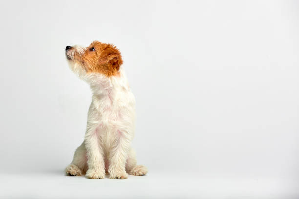 jack russell terrier puppy close up on white background, copy space. studio shot - newborn animal audio imagens e fotografias de stock