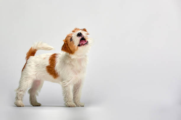 jack russell terrier puppy close up on white background, copy space. studio shot - newborn animal audio imagens e fotografias de stock