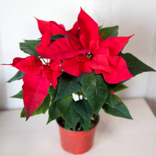 istock Red poinsettia christmas plant. 1344822581