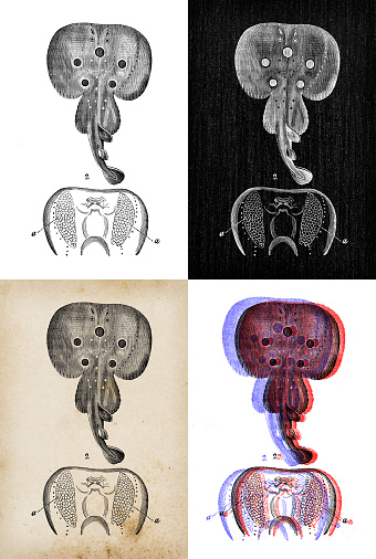 Antique animal illustration: Torpedo, electric ray, torpedo ray