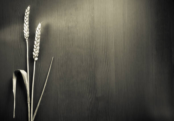 ears of wheat on wooden background