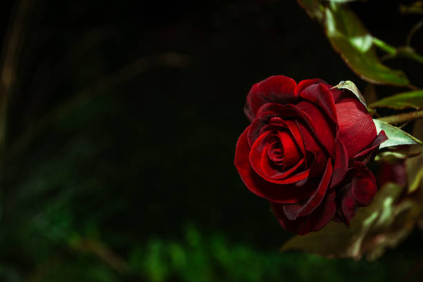 Beautiful velvet burgundy red rose on a dark background in the early morning in the garden.