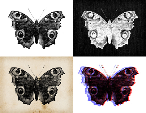 Antique animal illustration: Aglais io, Vanessa io, peacock butterfly