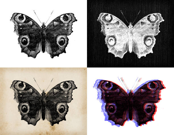 Antique animal illustration: Aglais io, Vanessa io, peacock butterfly Antique animal illustration: Aglais io, Vanessa io, peacock butterfly admiral butterfly stock illustrations