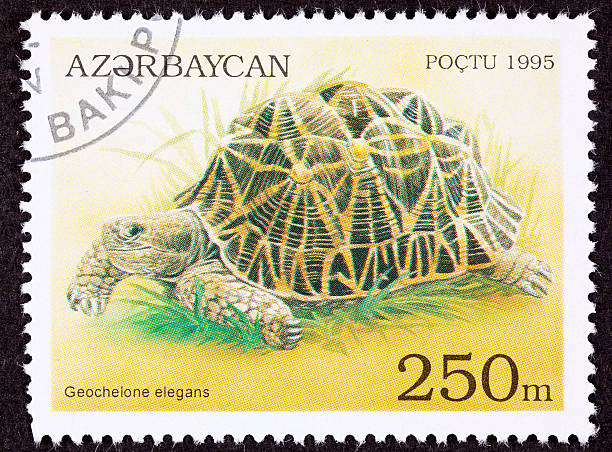 istock Canceled Azerbaijan Postage Stamp Walking Indian Star Tortoise, Geochelone Elegans 134482520