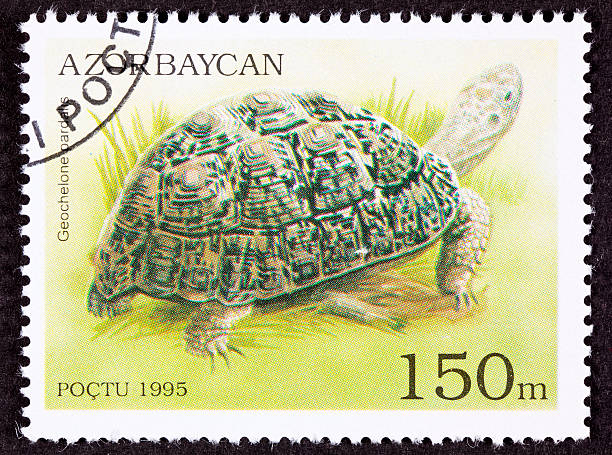 istock Canceled Azerbaijan Postage Stamp Leopard Tortoise Geochelone Pardalis Marsh 134482537