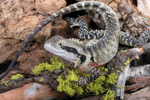 istock Close-up of a Australian Water Dragon. 1344825478