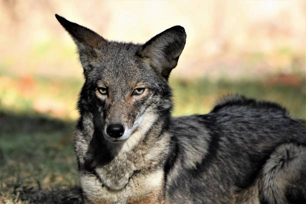 istock Portrait of a Coyote at rest 1344825496