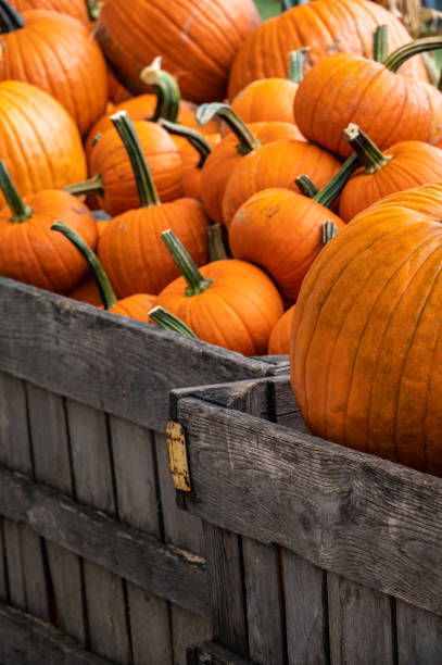istock Close-up of halloween pumpkins 1344825718