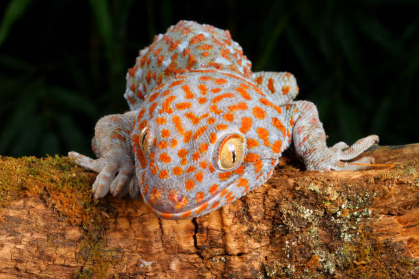 Close-up of a Tokay Gecko. Tokay Gecko (Gecko gecko). tokay gecko stock pictures, royalty-free photos & images