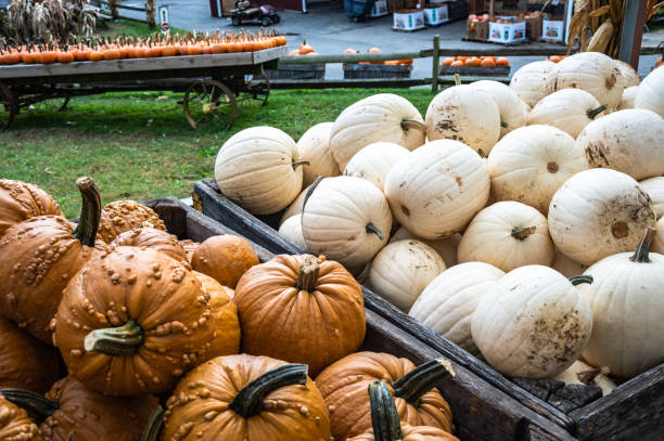 istock Display of small pumpkins 1344825745