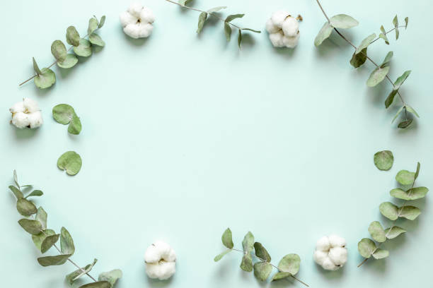 istock Eucalyptus branches and cotton flowers - floral frame. Top view 1344825992