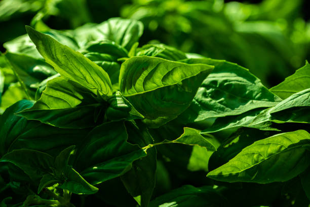 istock Basil at Farmer's Market 1344826877