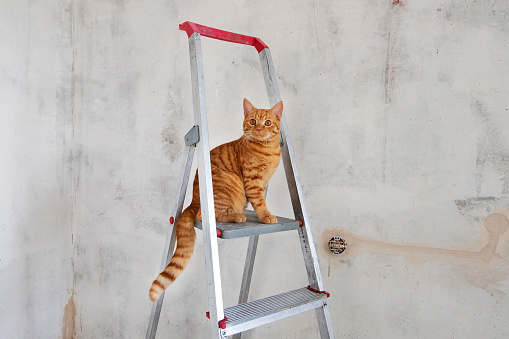 Young red tabby cat sits on top step of stepladder while renovating room and looks at camera. Renovation, Do it yourself concept. Selective focus. Copy space.