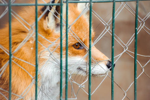 istock Beautiful red fox suffers in a cage 1344827899
