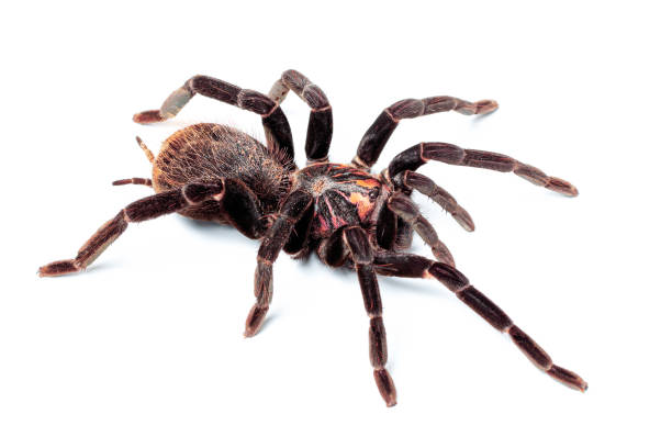 istock Xenesthis immanis on a white background. Tarantula spider isolate 1344827969