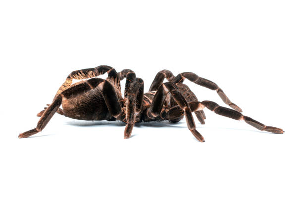 istock Spider Xenesthis immanis on a white background. Side view of a tarantula 1344827995