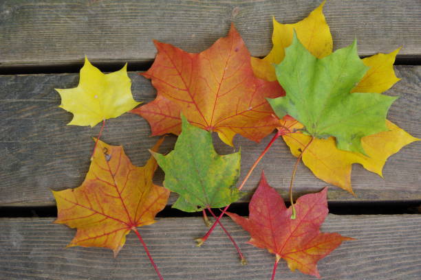 istock bouquet of autumn fallen leaves 1344828696