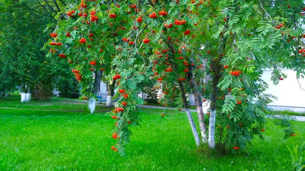 Bright red bunches of ripe rowan berries on tree. Green grass. Garden. Beauty in nature.