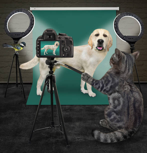 istock Cat gray photographing dog labrador 1344828853