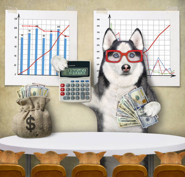 Dog husky teaching to make money A dog husky coach with a calculator and a fan of dollars is teaching his students near financial charts in the classroom. dog-currency-calculator-finance stock pictures, royalty-free photos & images
