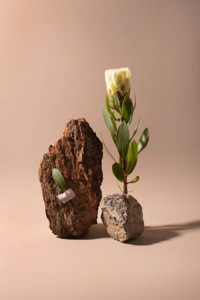istock Exotic flower Protea with shadows and stone on beige background close up . poster. Minimal floral plant concept still life 1344829006