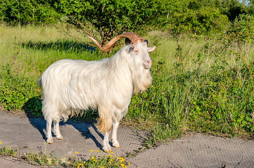 Fluffy goat on a leash. Domestic white goat. A farmer's goat grazing in a meadow.