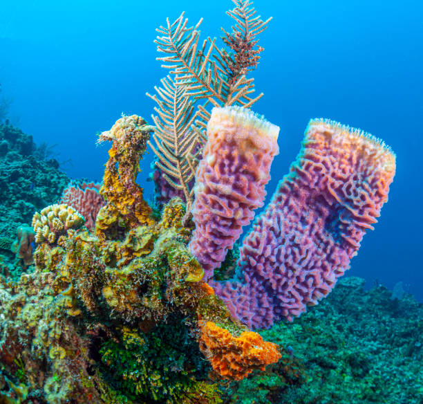 istock Caribbean coral garden 1344829370