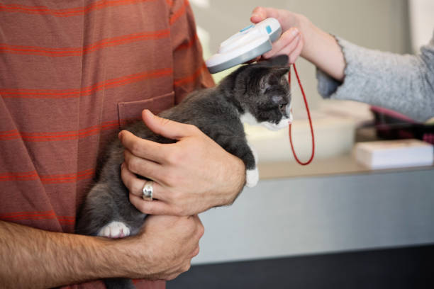 Reading microchip on newly adopted kitten. stock photo