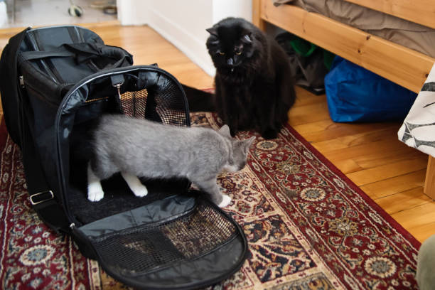 Older cat meeting the newly adopted kitten for first time. Indoors shot in millennial couple’s appartement. Black adult male cat and tuxedo grey and white three month male kitten. Horizontal waist up shot with copy space.