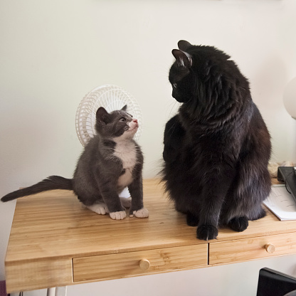 Older cat meeting the newly adopted kitten for first time. Indoors shot in millennial couple’s appartement. Black adult male cat and tuxedo grey and white three month male kitten. No people. Square full length shot with copy space.