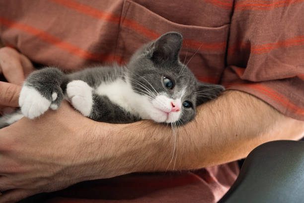 istock Newly adopted kitten being cuddled at home. 1344830923