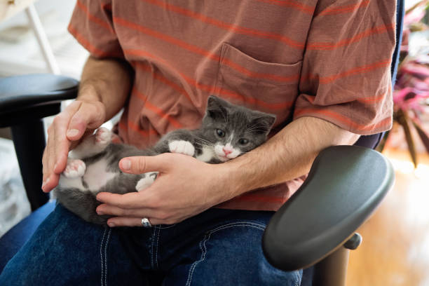 istock Newly adopted kitten being cuddled at home. 1344830945
