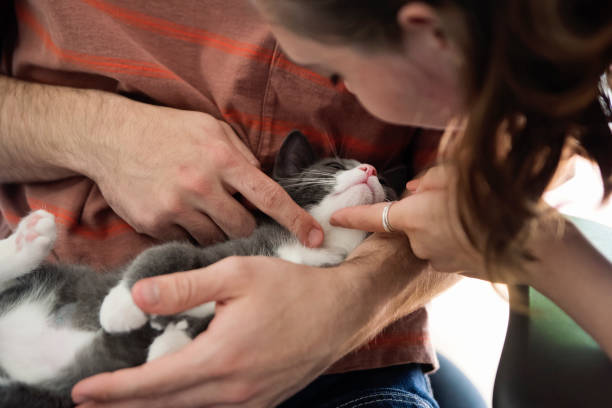 istock Newly adopted kitten being cuddled at home. 1344830965