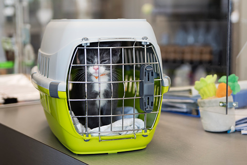 Cute grey and white tuxedo kitten waiting in a cage to be adopted.This is part of a series. Horizontal waist up indoors shot with copy space.