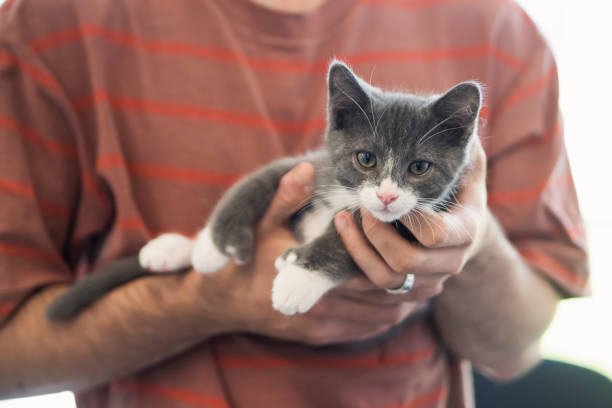 istock Close-up on newly adopted kitten and owner's hands. 1344831360