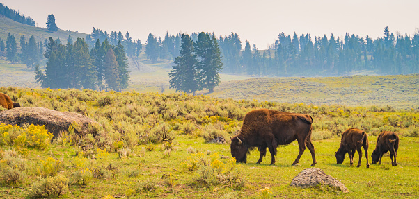 Madre bisonte americana con dos terneros photo