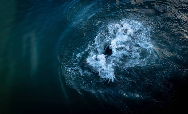 istock Fighting seals and splashing sea water 1344833271