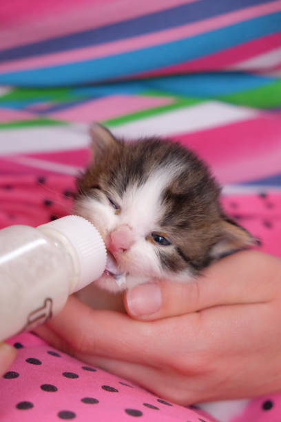 istock Small cat feeding with milk. Pet animal drinking 1344833416