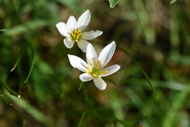 istock White rain lily flowers. 1344835240