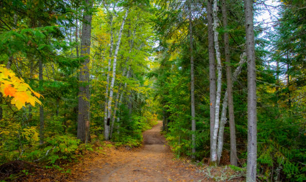 istock Fall colors in theCanadian forest 1344836736