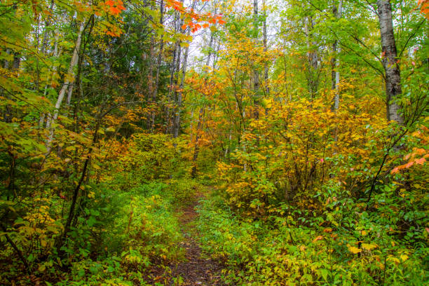 istock Fall colors in theCanadian forest 1344836859