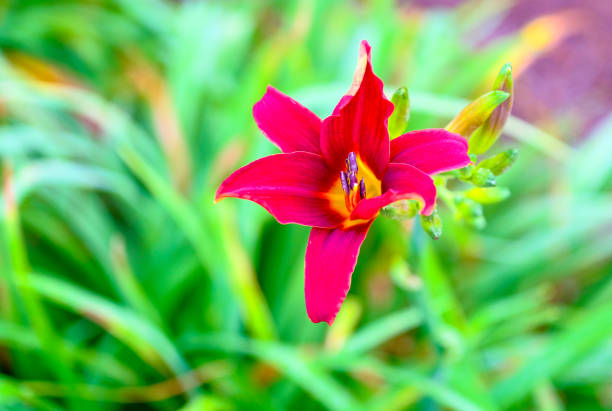 istock Red Tiger Lily on Green 1344837289