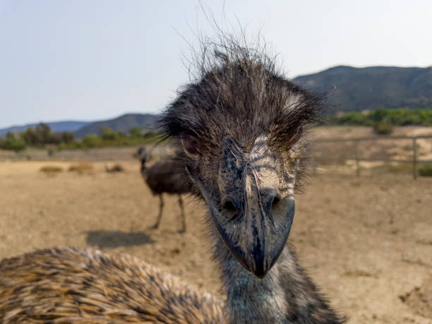 istock Close-up of Emu staring at camera 1344837469